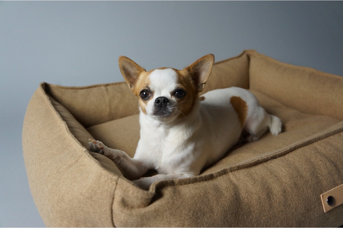 Labbvenn Movik Hundebett Biscuit