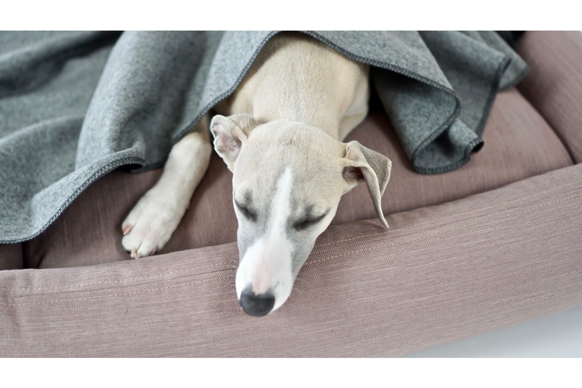 Labbvenn Åsnen Dog Blanket Brown