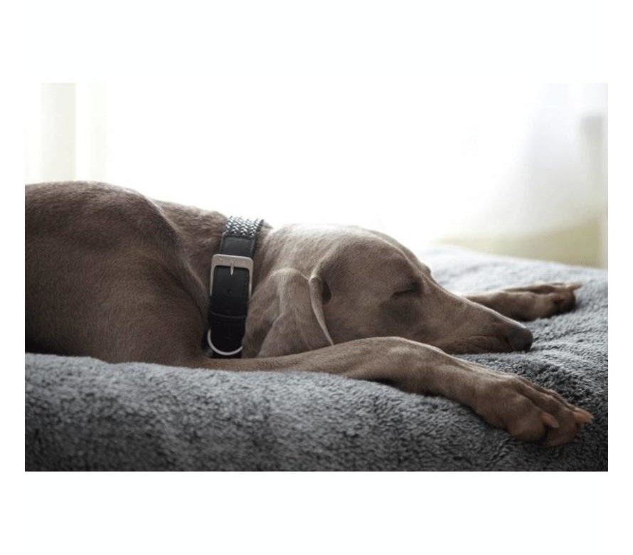 Designer Dog Accessories, Dog Beds & Collars