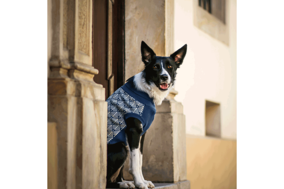 Labbvenn Pullo Hundepullover blau