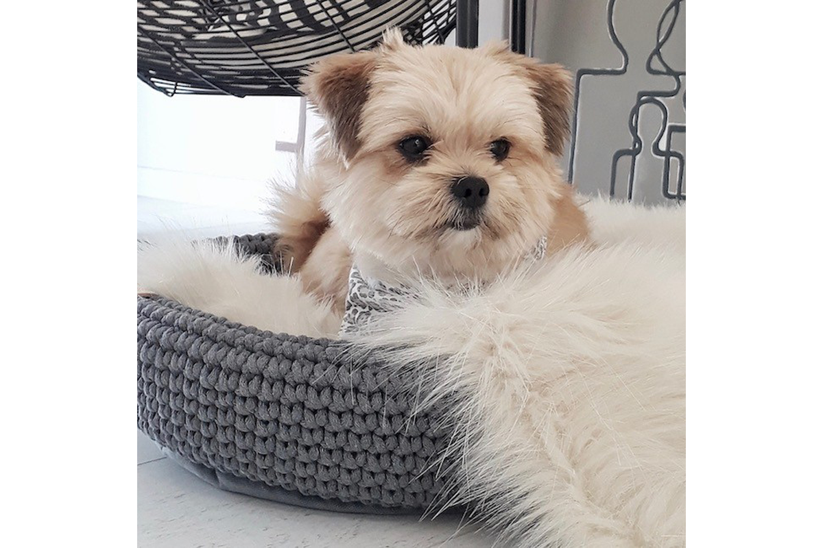 Labbvenn Coco Hundebett beige