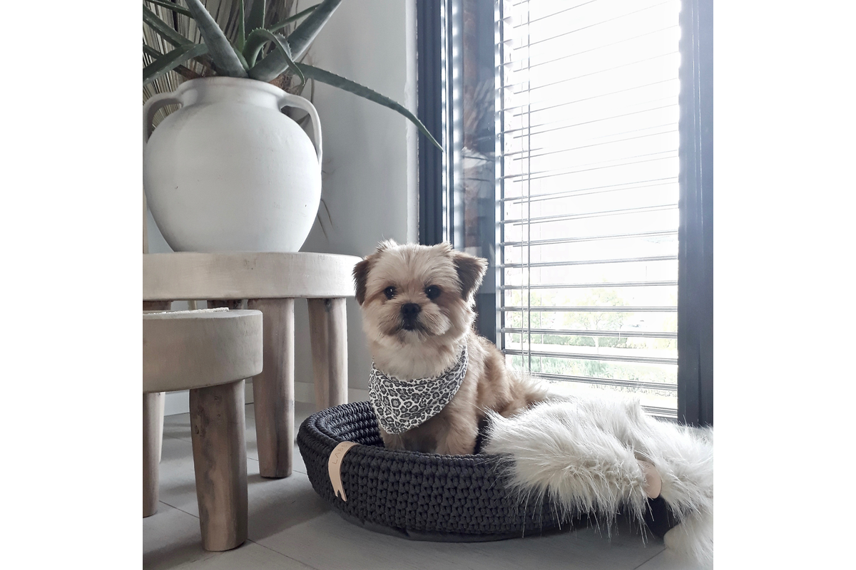 Labbvenn Coco dog bed brown