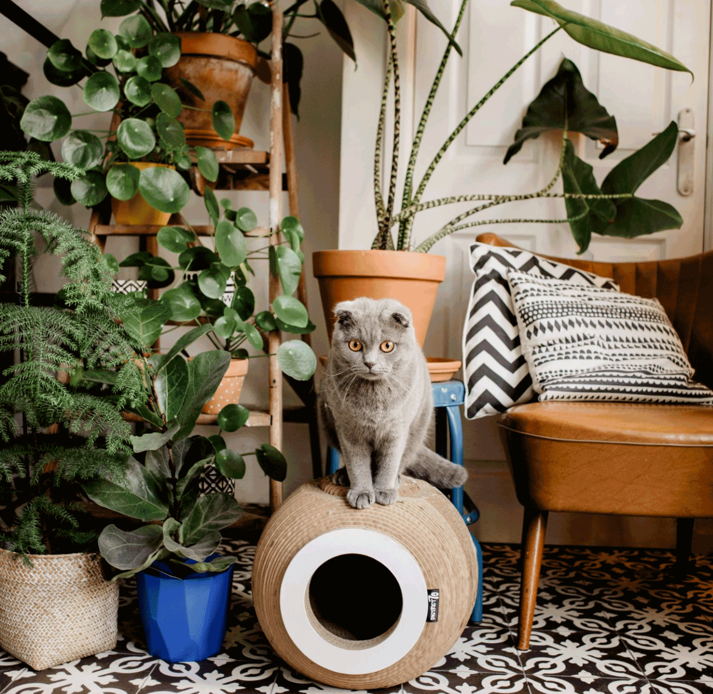 Wegrijden Nodig uit Experiment Shop District 70 Katten en Hondenartikelen | Veilig Online Shoppen - The  Pet Empire