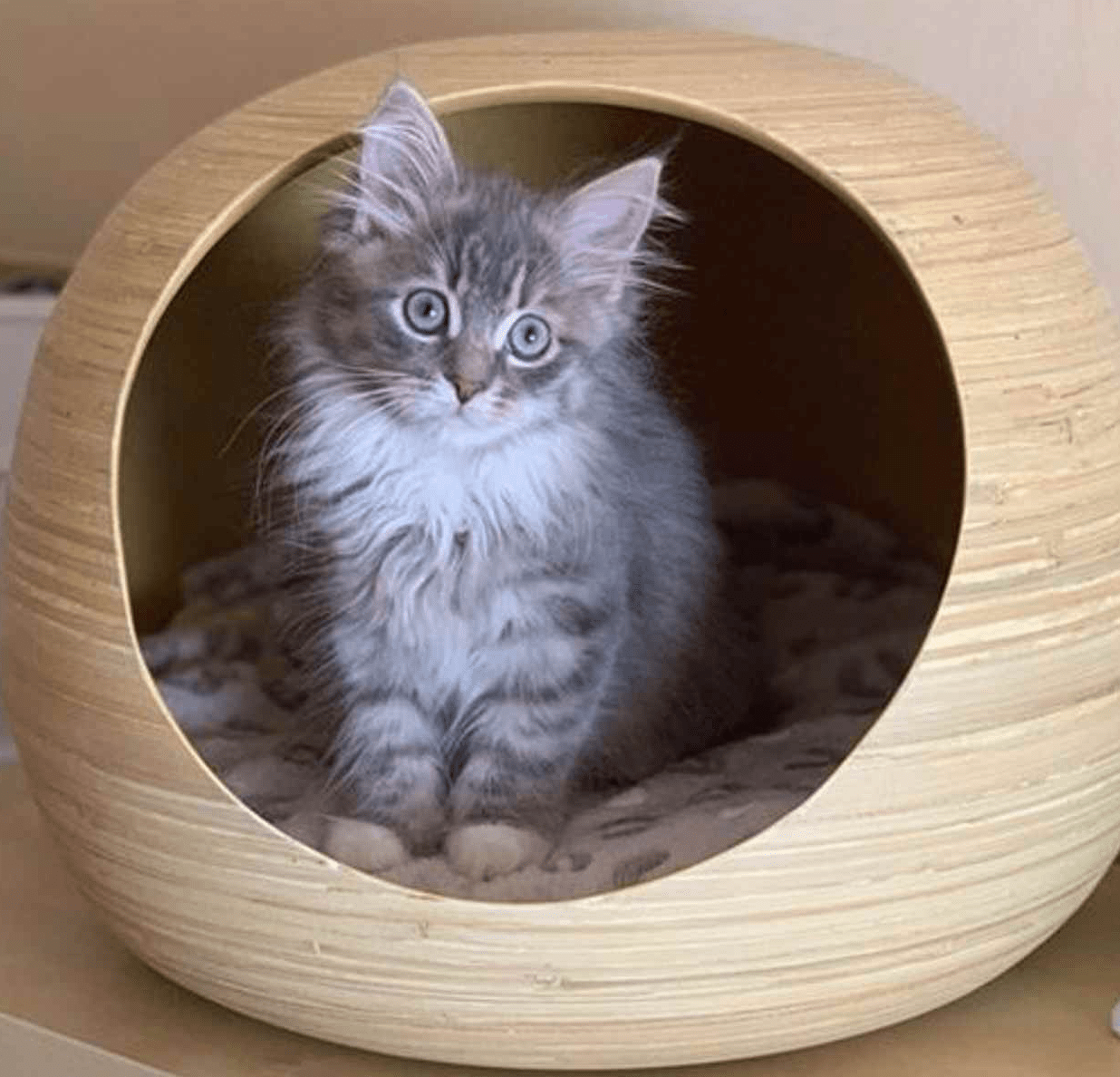 Dandy Cat Kattenhuis kopen | Design Kattenmanden online - The Pet