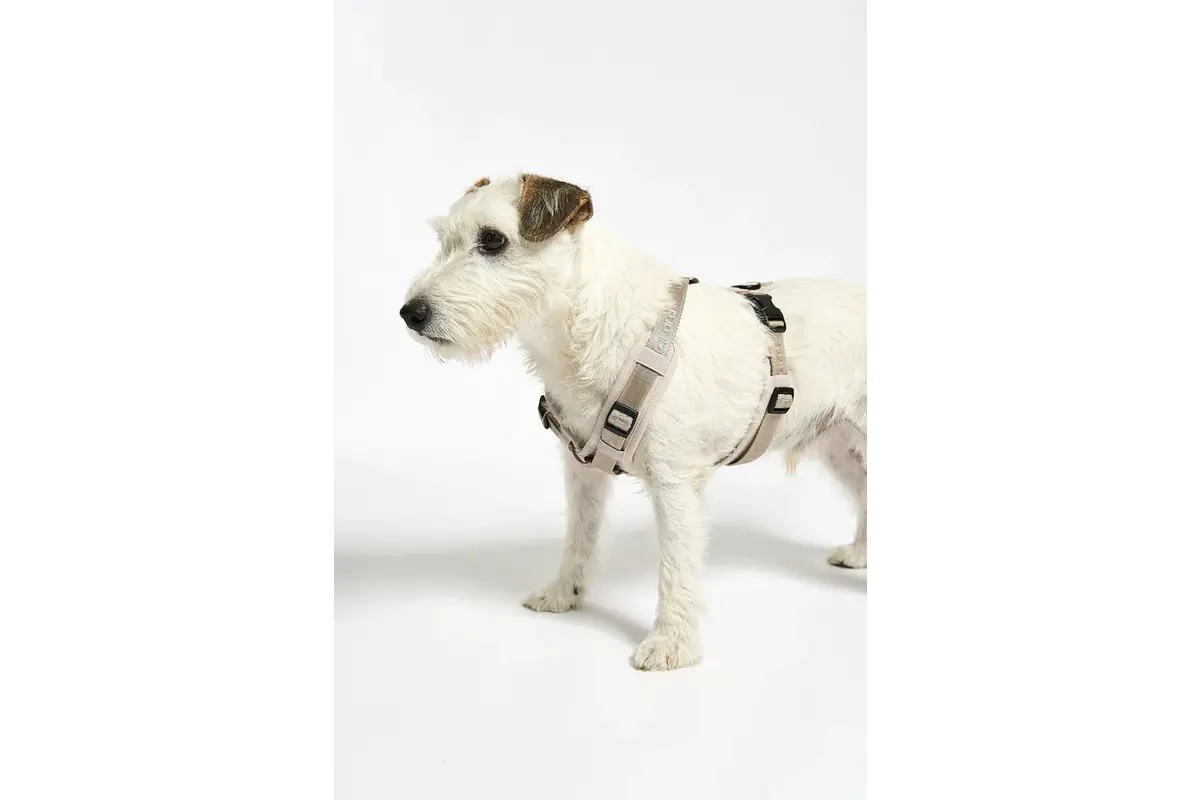 Cane Modena, Hundegeschirr, Greige