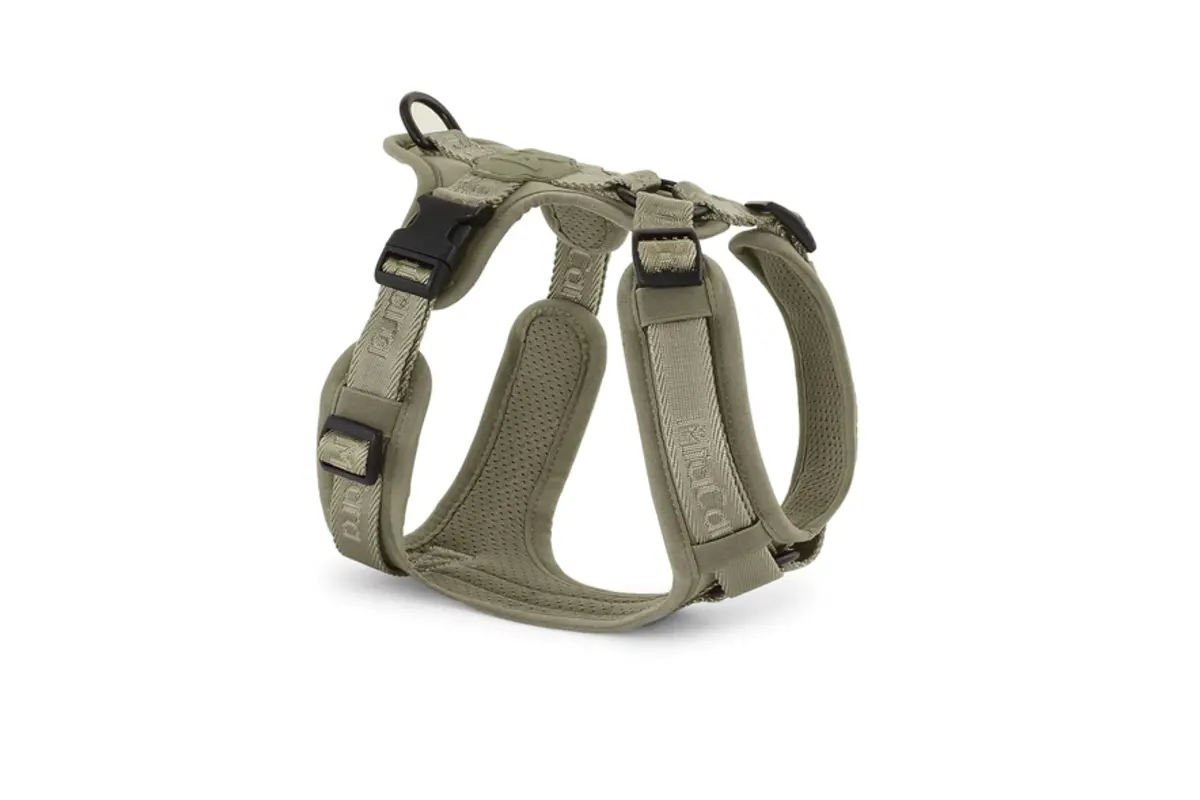 Cane Modena, Harness, Grolive