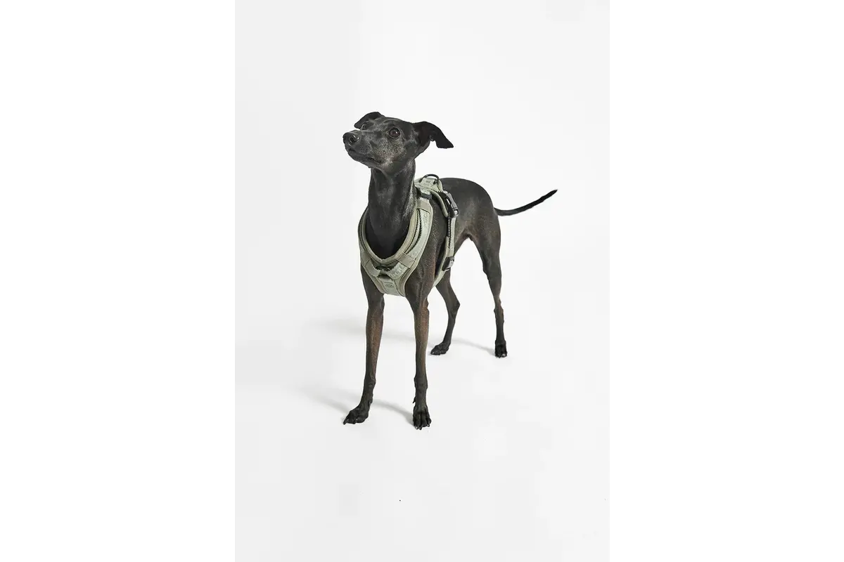 Cane Modena, Geschirr, Grolive