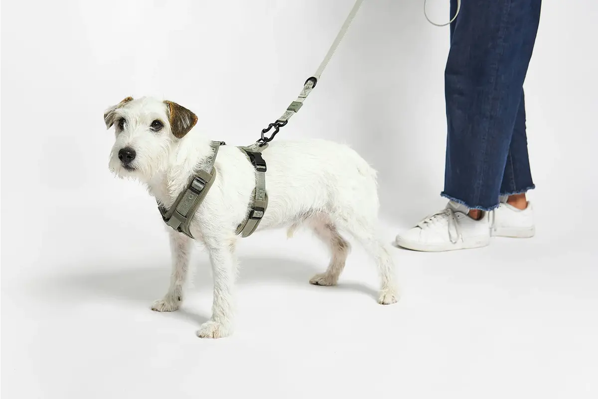 Cane Modena, Geschirr, Grolive