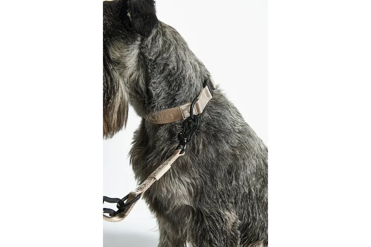 Cane Modena, Dog Collar, Greige