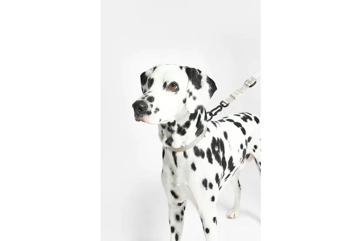 Cane Modena, Dog Collar, Greige