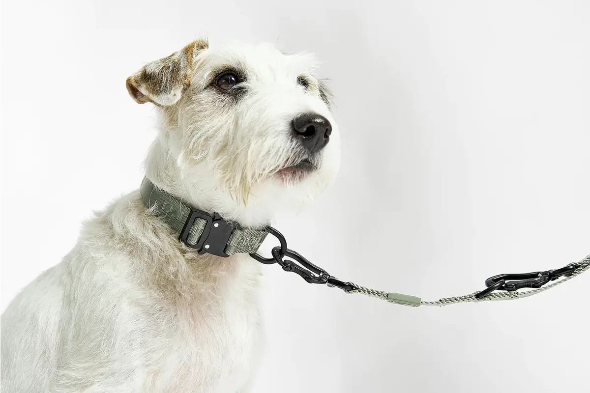 Cane Modena, Hondenhalsband, Grolive
