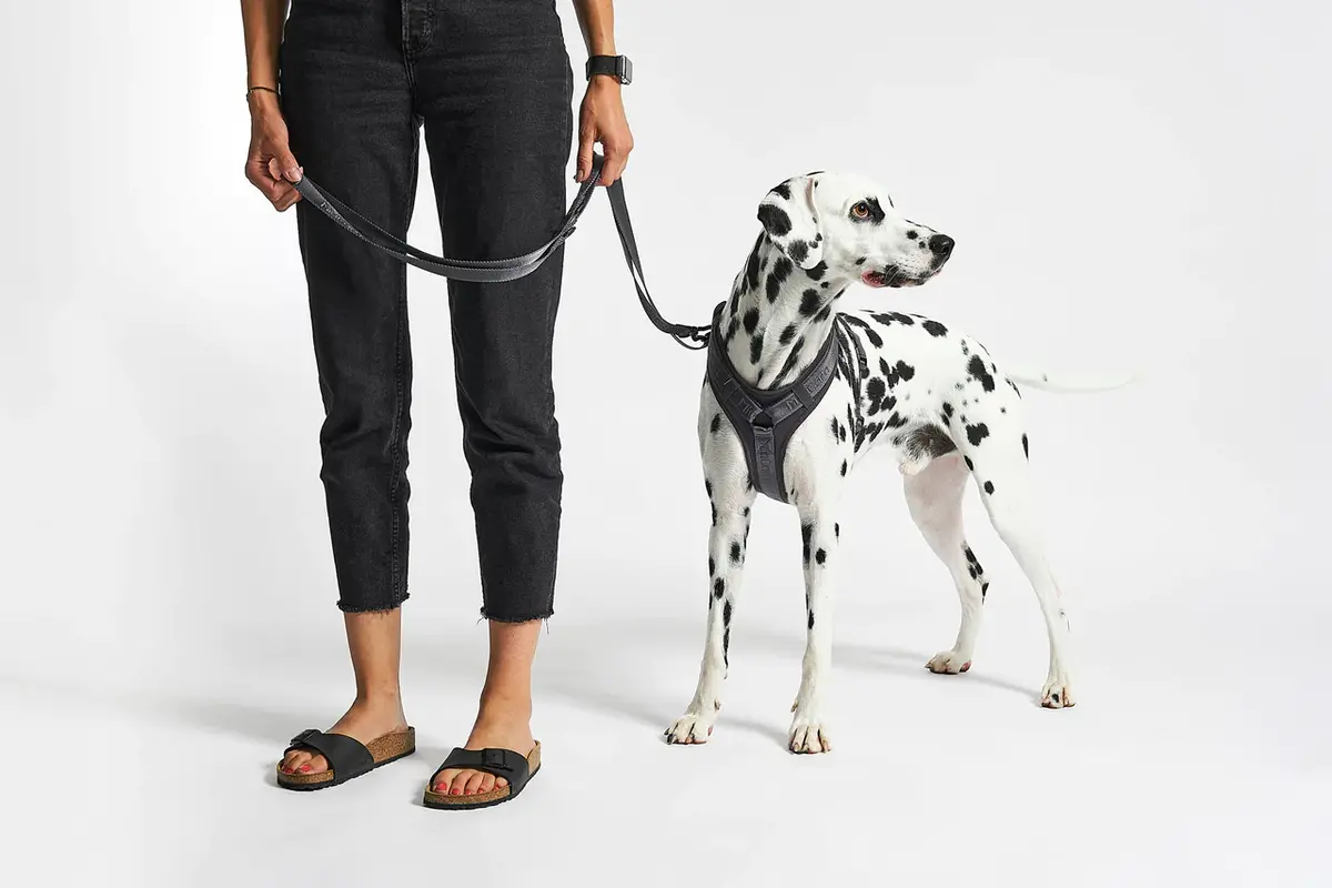 Cane Modena, Hondenriem, Asfalt