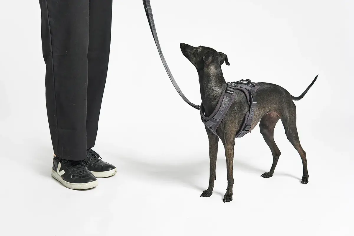 Cane Modena, Führleine, Asphalt