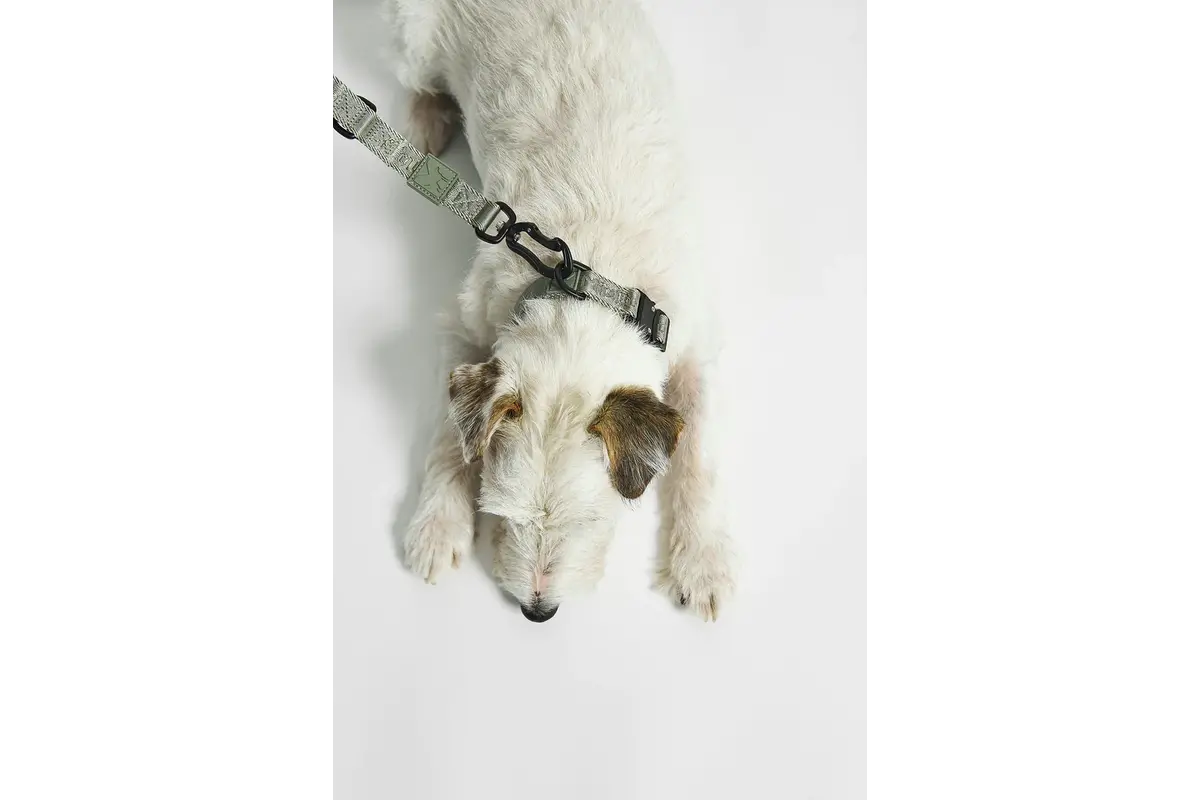 Cane Modena, Hondenriem, Grolive