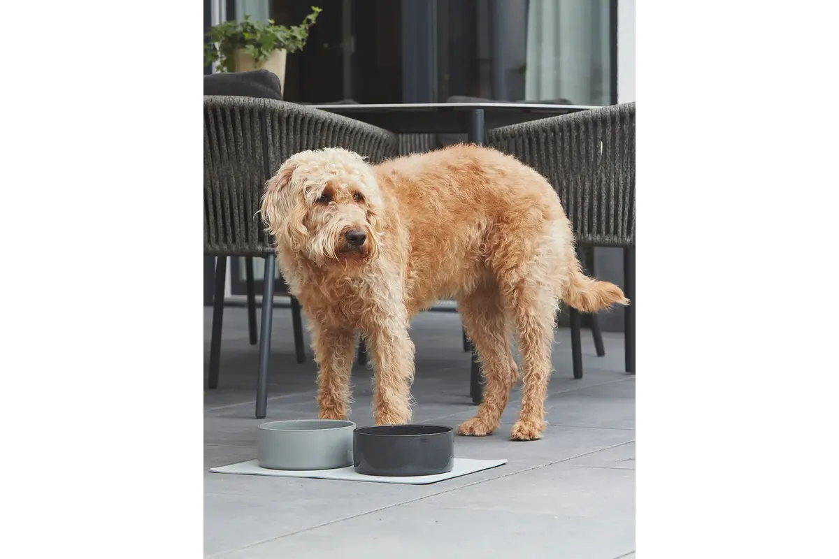 Cane Scodella, Hundenapf, Graphit
