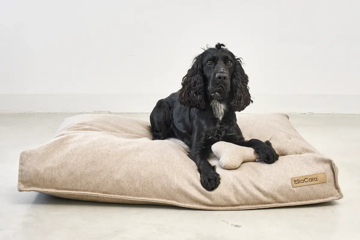 Cane Calma, Spielknochen, Sand