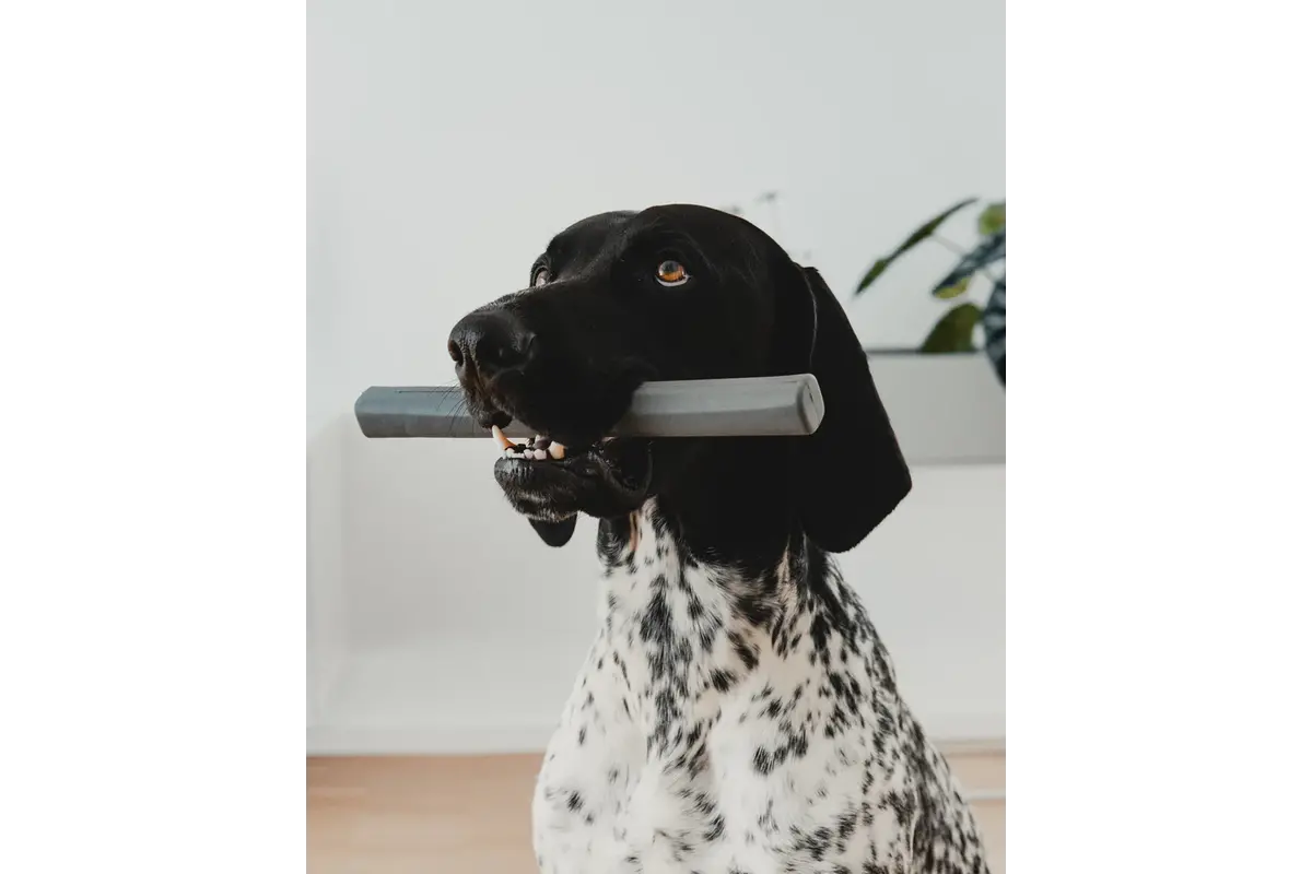 Cane Ramo, Fetch Toy, Sage