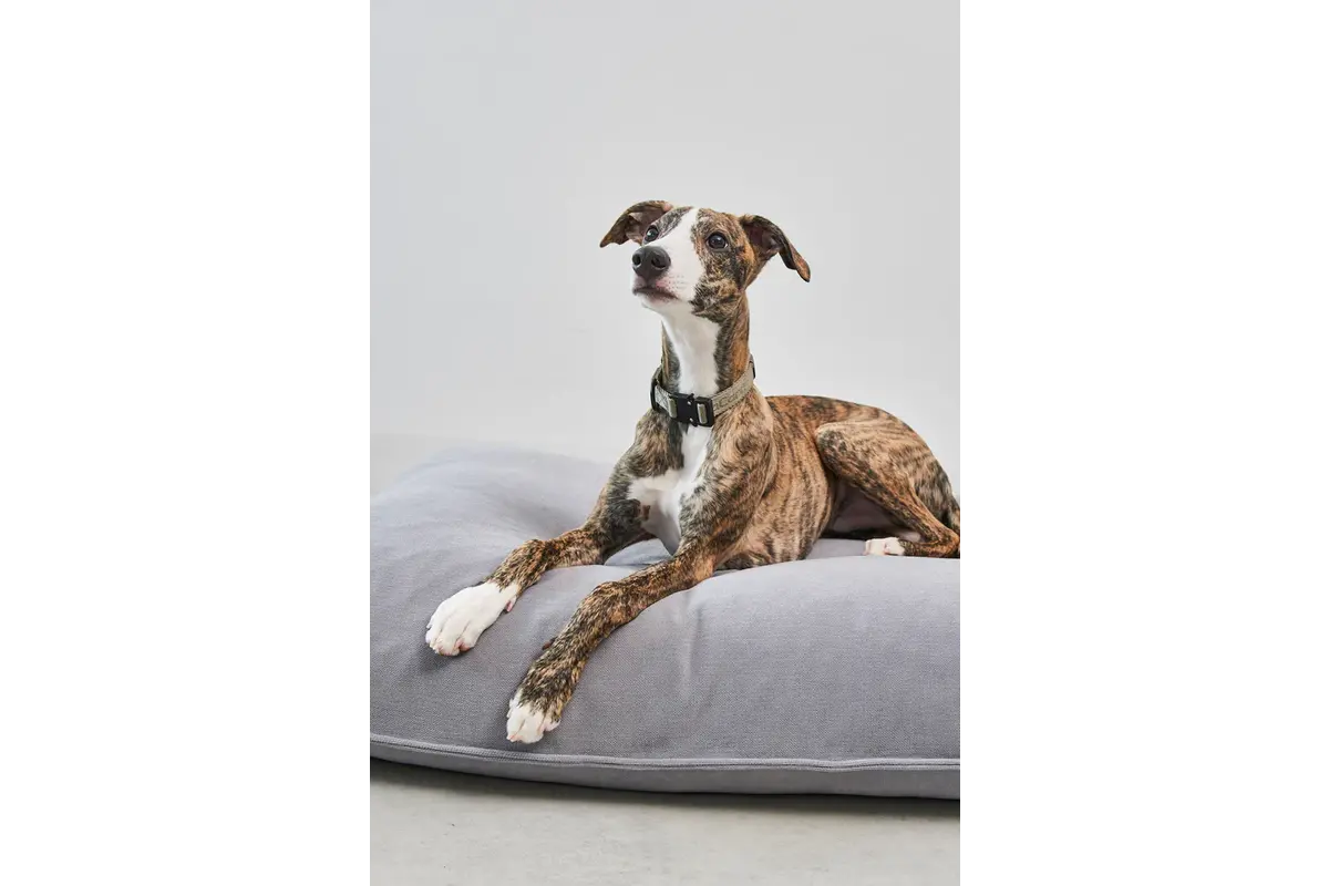 Cane Comodo, Dog Cushion, Slate