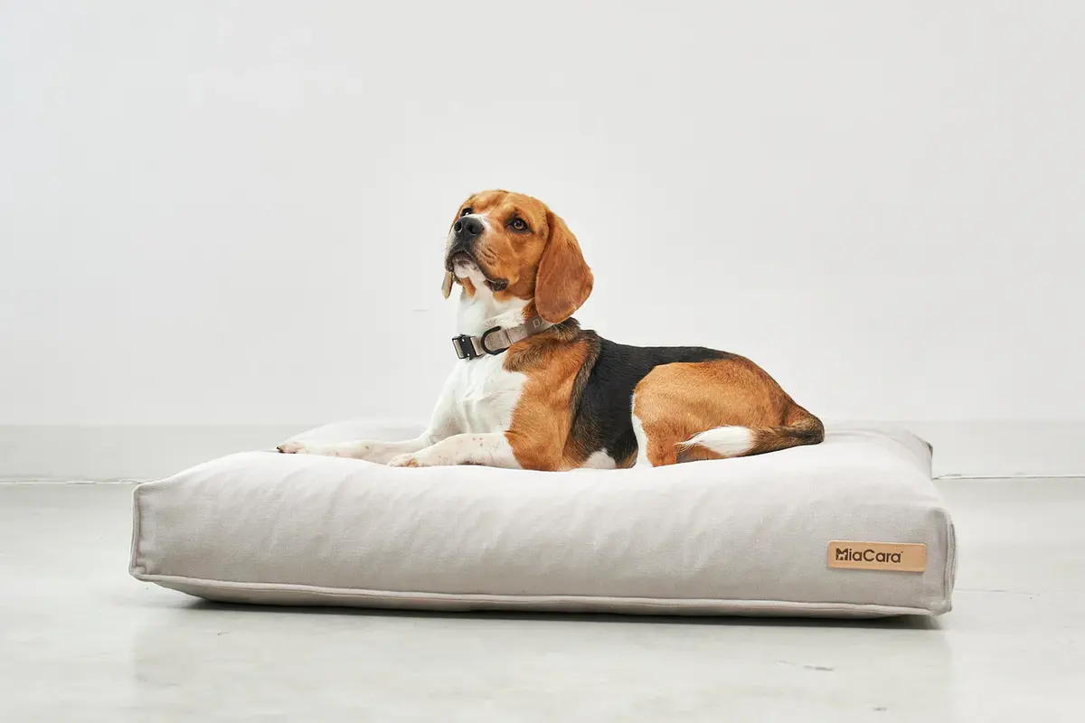 Cane Comodo, Hundekissen, Greige