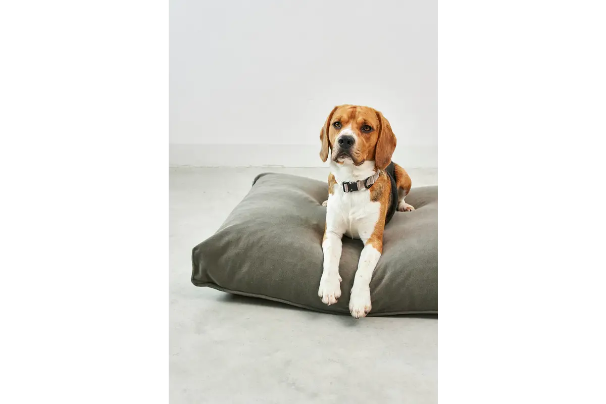 Cane Comodo, Dog Cushion, Sage