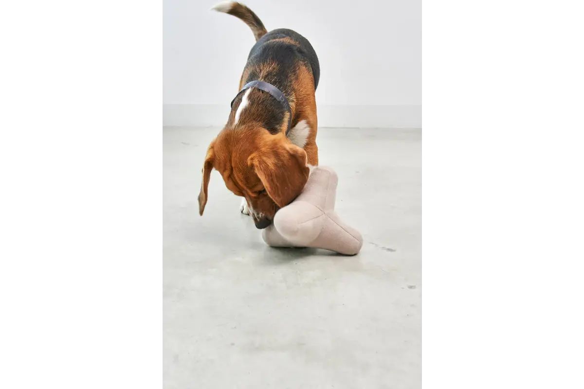 Cane Quattro, Hondenspeeltje, Greige