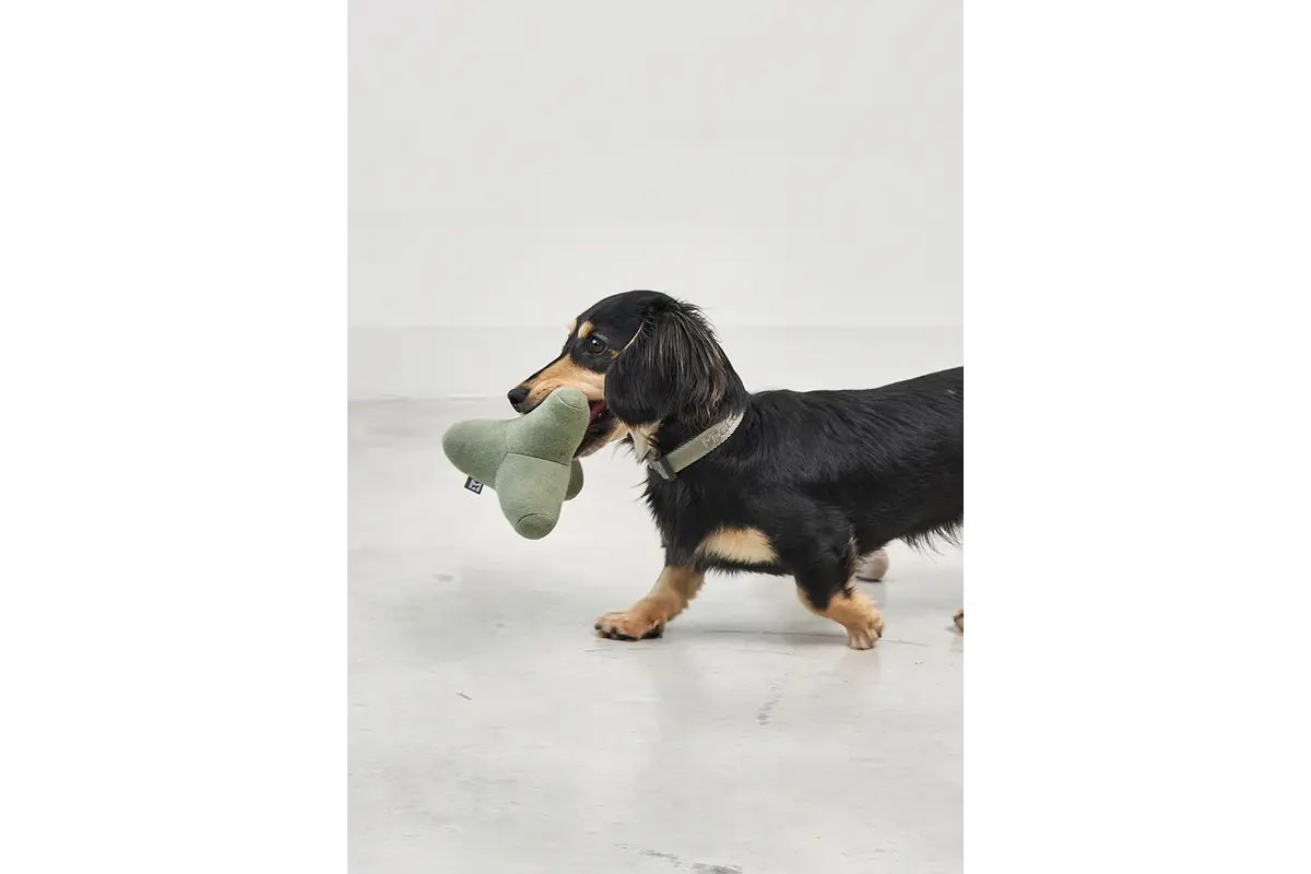 Cane Quattro, Hondenspeeltje, Dusty Green