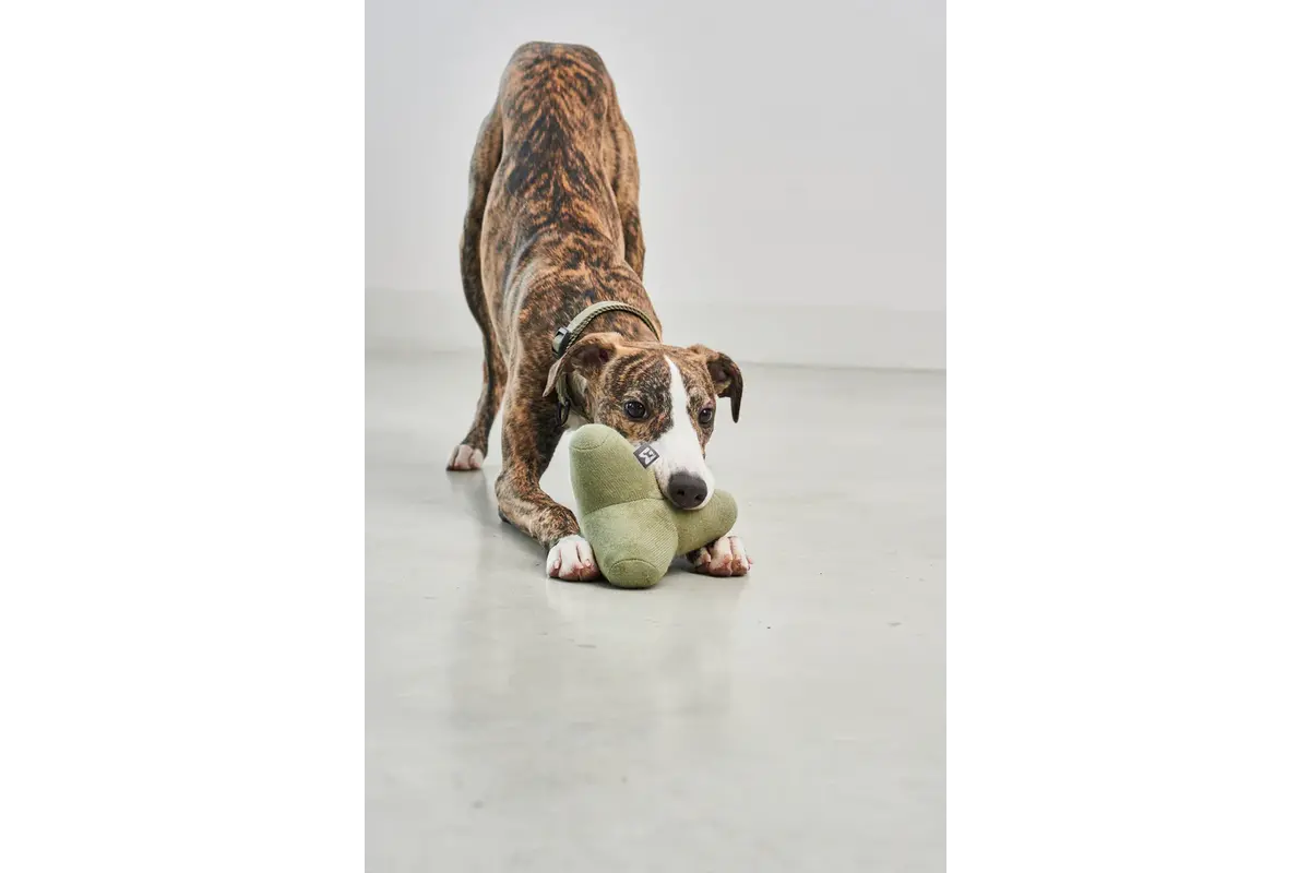 Cane Quattro, Spielzeug, staubig grün