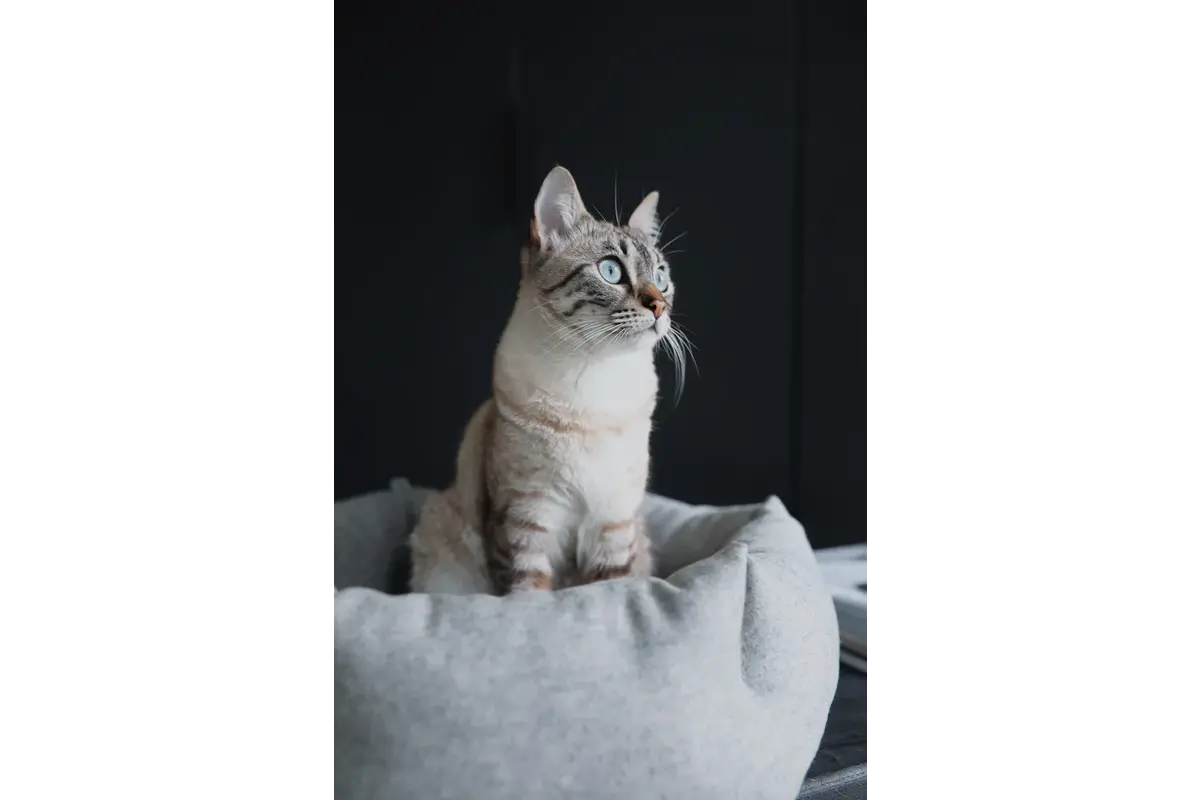 Gatto Calma, Katzenbett Hexagon, Kiesel