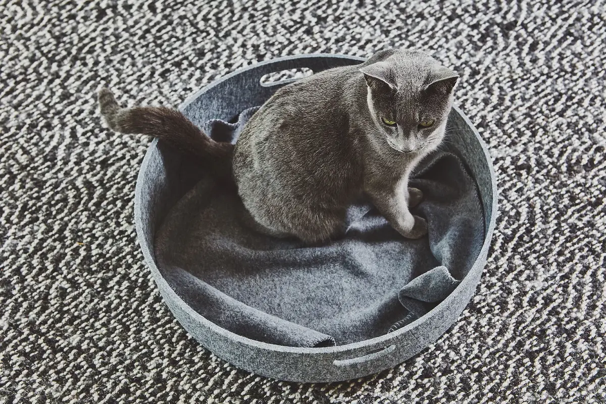 Gatto Unica, Katzendecke, Graphit