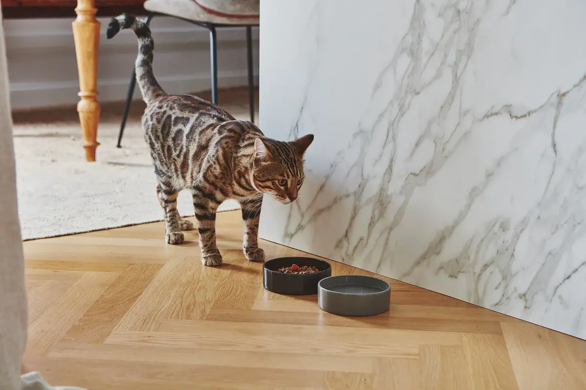 Gatto Scodella, Napf, Graphit