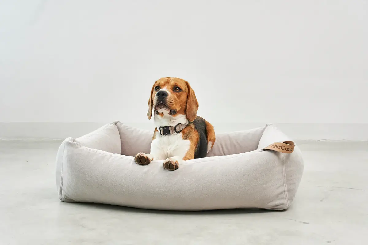 Cane Comodo, Hundebett, Greige