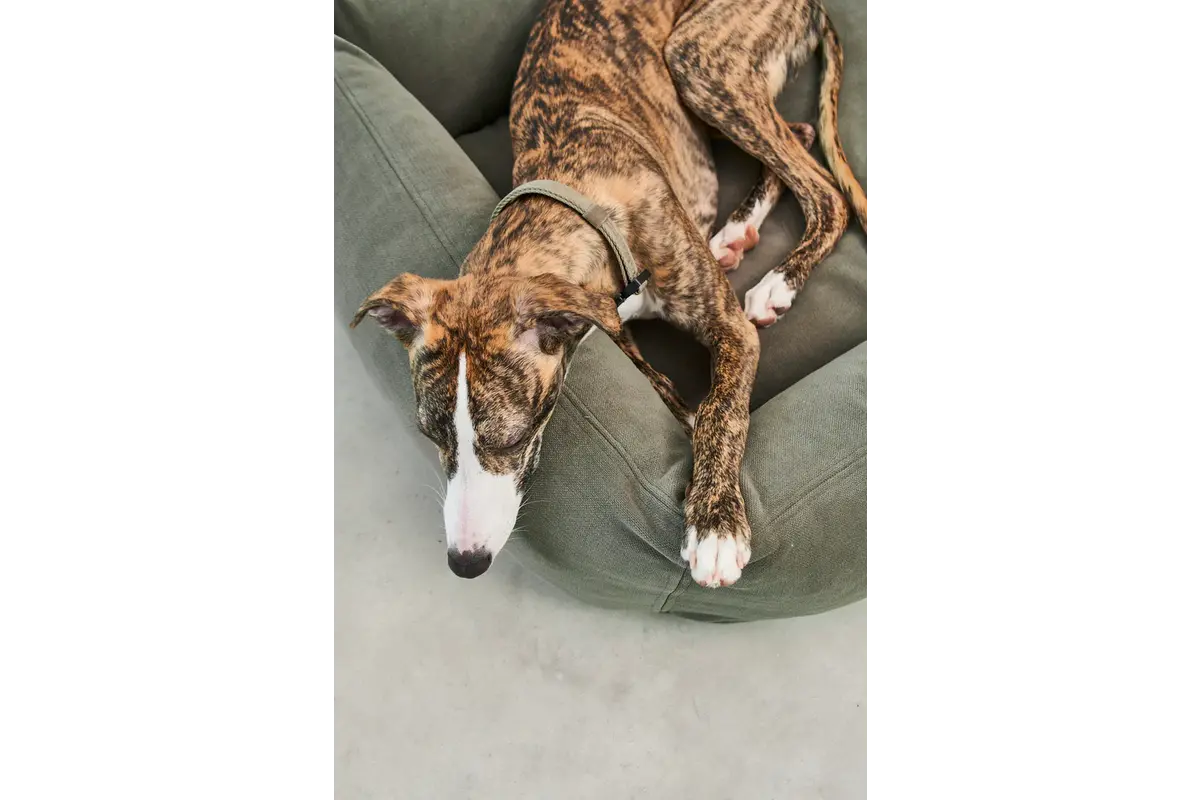 Cane Comodo, Hondenbed, Salie