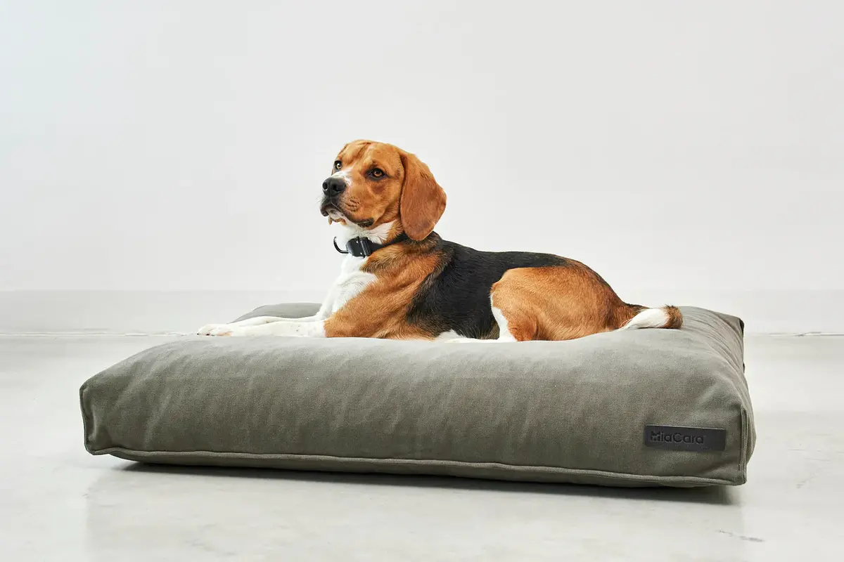 Cane Comodo, Kissenüberzug, Salbei