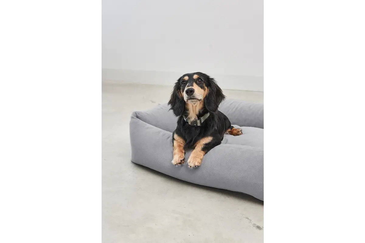 Cane Comodo, Box-Bett Überzug, Schiefer