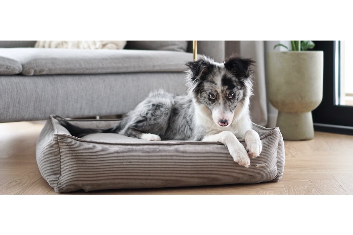 Labbvenn Strippo dogbed Mokka