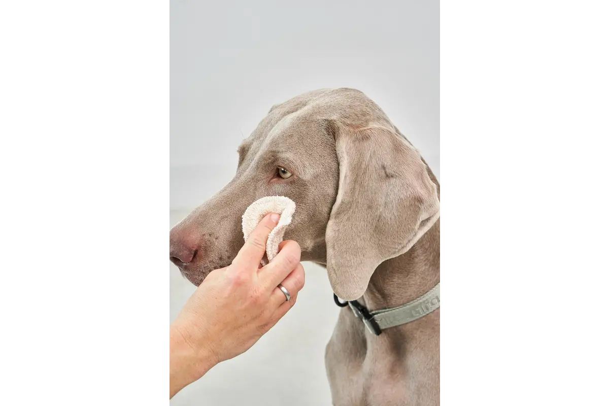 Cane Dischetto, Reinigungs-Pads