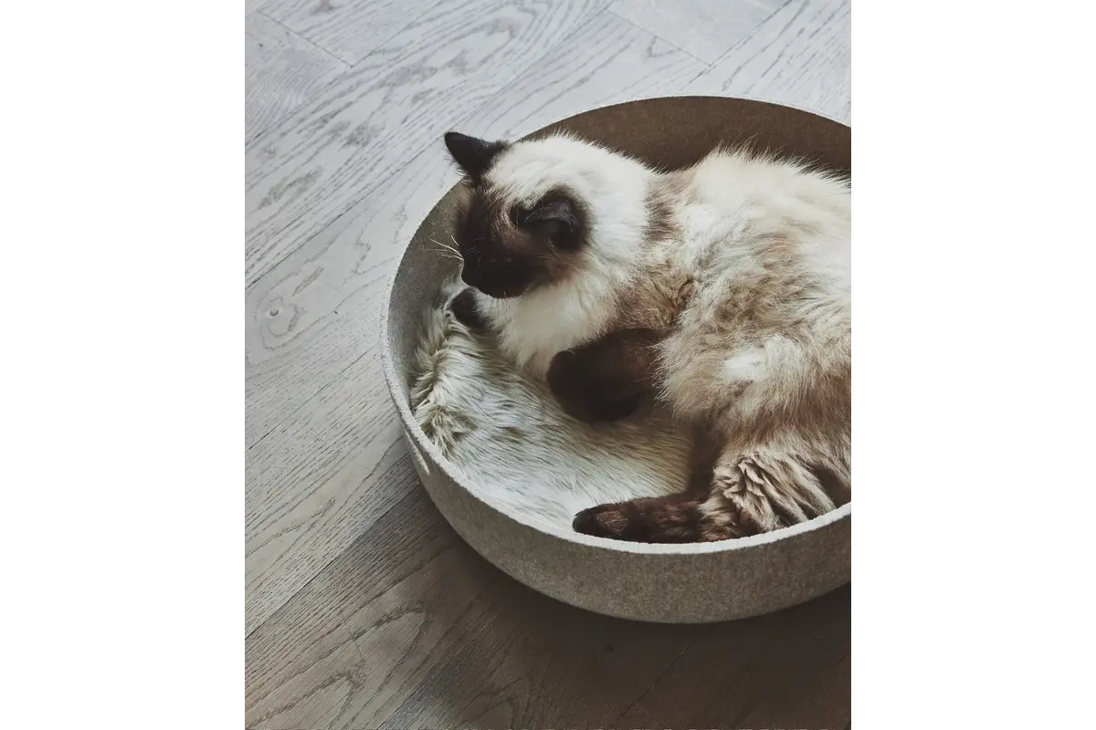 Gatto Cesto, Cat Basket, Nougat