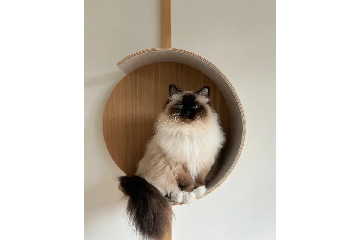 Gatto Alto, Nest, Eiken Natuurlijk/Vilt Beige