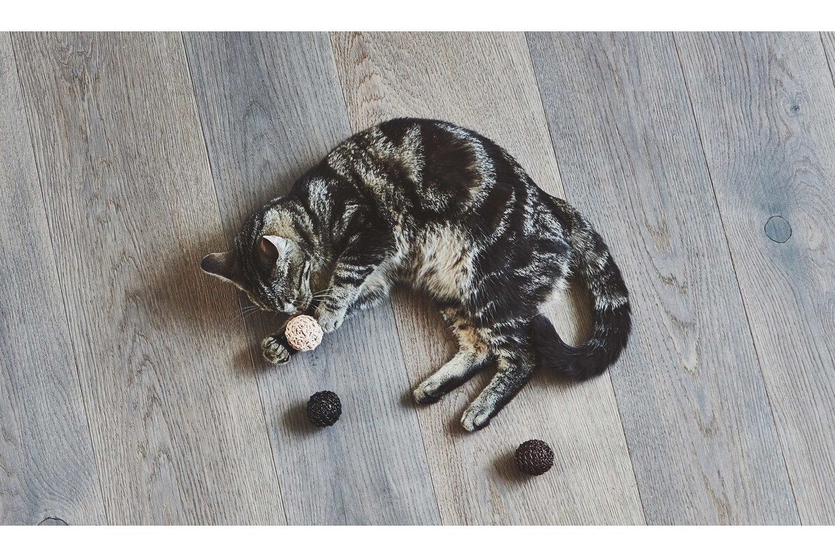 Gatto Filo, Kattenspeelbal, Bruin