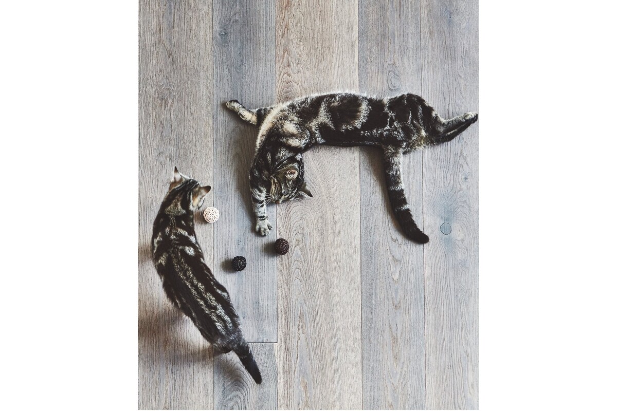 Gatto Filo, Kattenspeelbal, Bruin