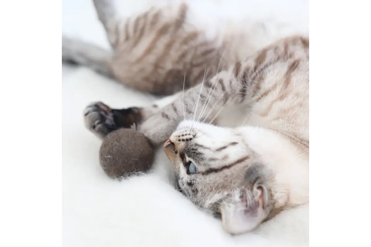 Gatto Globo, Kattenspeelbal, Chocolade