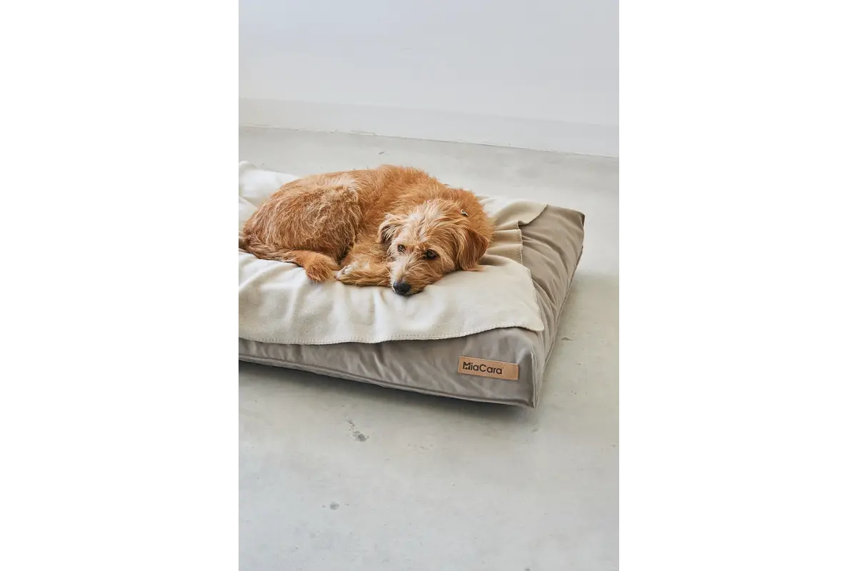 Cane Unica, Hundedecke, Greige