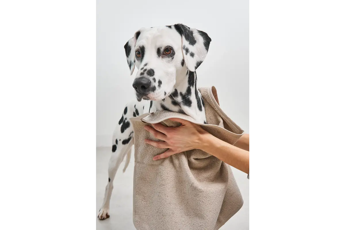 Cane Secco, Terry Dog Dry Towel, Greige