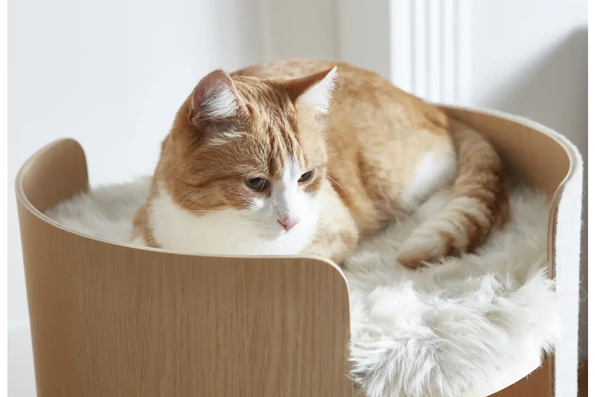 Gatto Torre, Krabpaal, Essen Natuurlijk/Vilt Beige