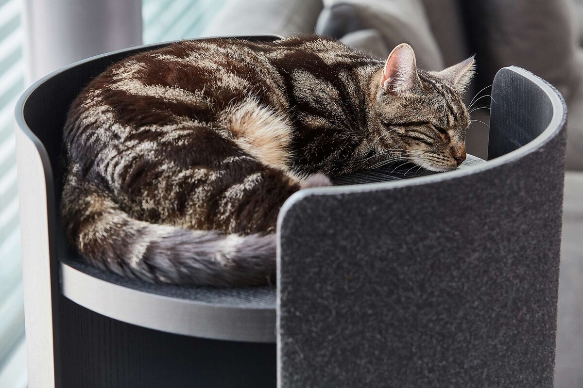 Gatto Torre, Kratzturm, Esche lackiert schwarz/Filz schwarz