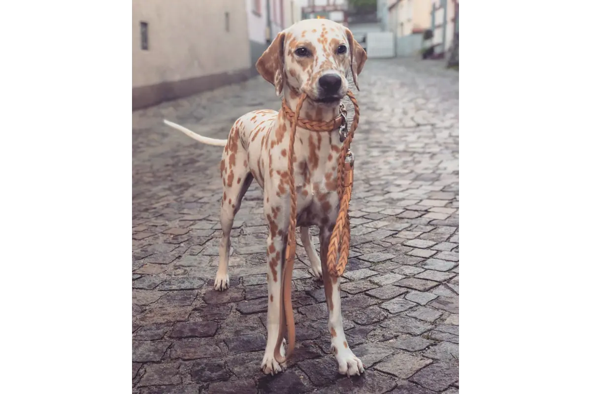 Cane Bergamo, Hondenhalsband, Natuurlijk