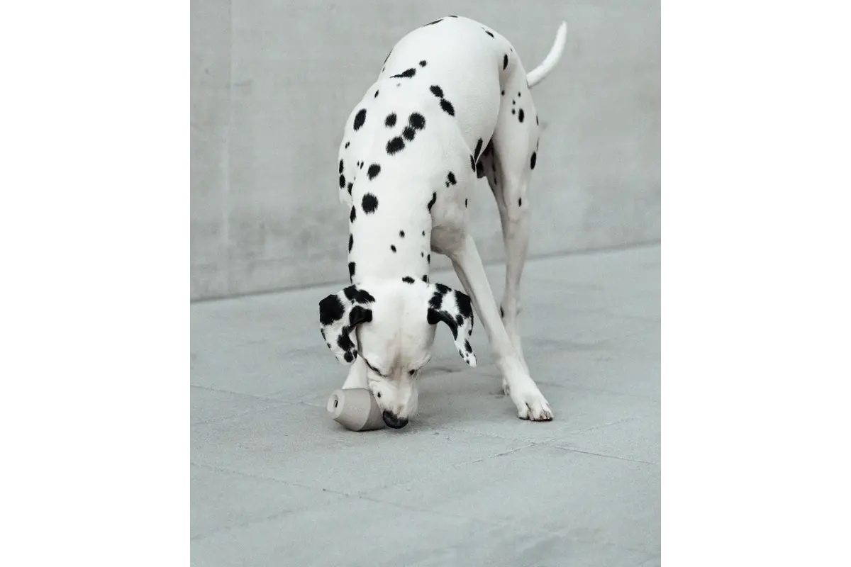 Cane Cono, Activiteit Speelgoed, Salie