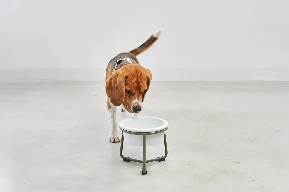 Cane Pranzo, Hondenvoerbak, Grolive Gepoedercoat