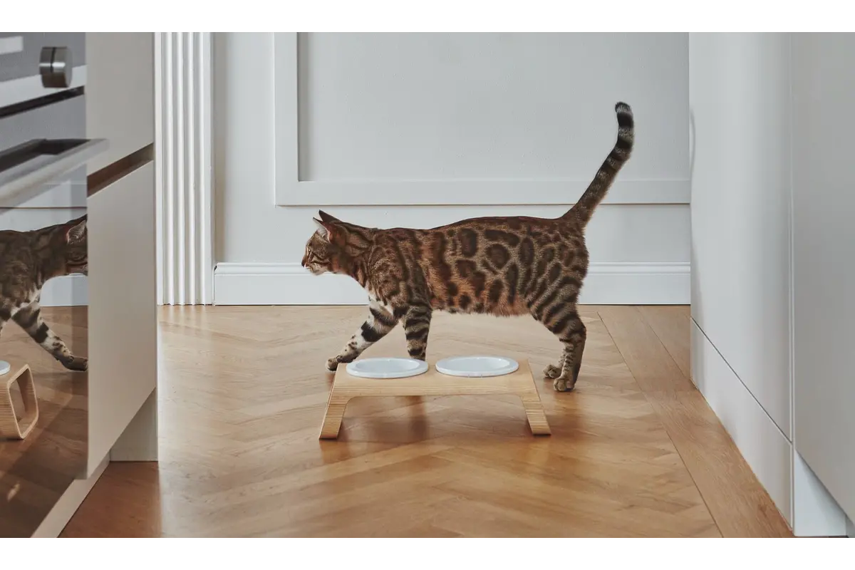 Gatto Desco, Cat Feeder with Porcelain Bowls, Ash Natural