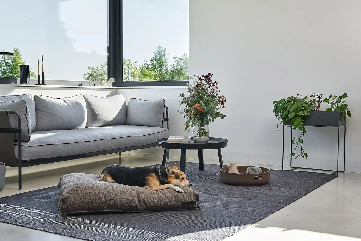 Cane Mondo, Dog Cushion, Chocolate